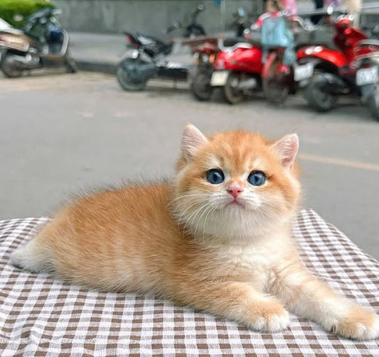 British Shorthair