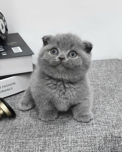Munchkin Fold