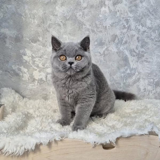 British Shorthair