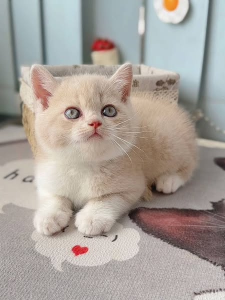 British Shorthair