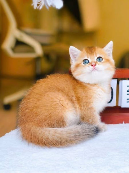 British Shorthair