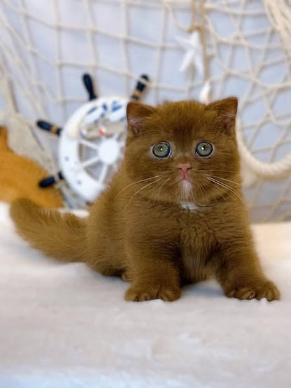 British Shorthair