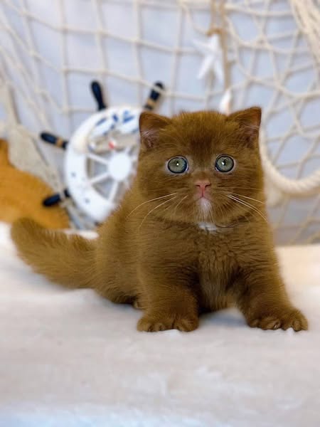British Shorthair