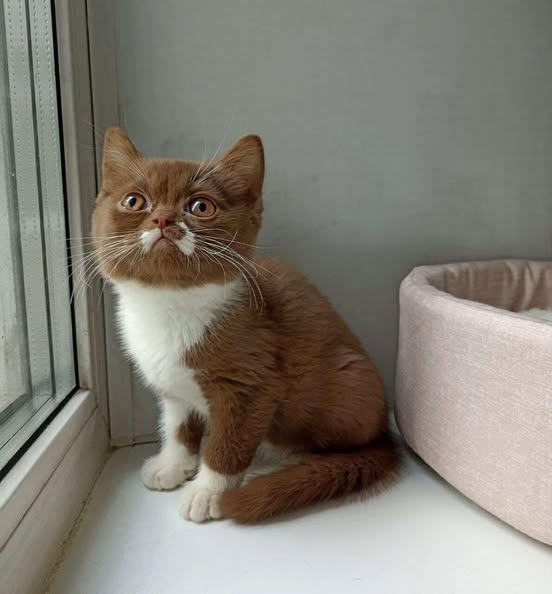 British Shorthair