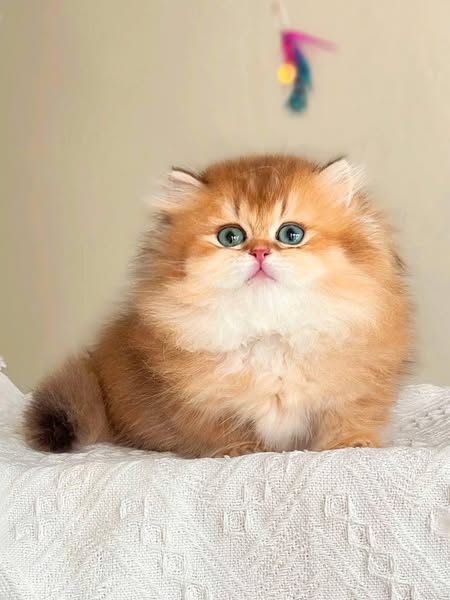 Munchkin Longhair