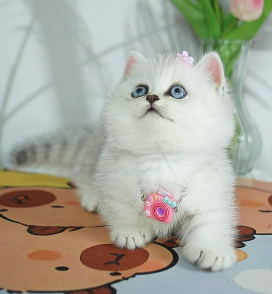 Munchkin