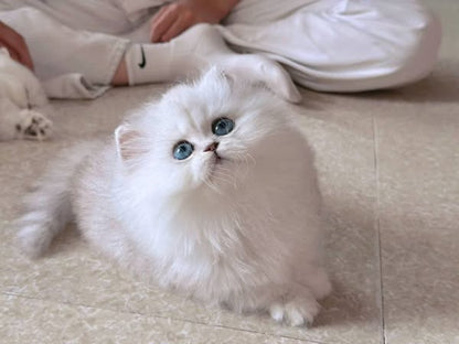 Munchkin Longhair