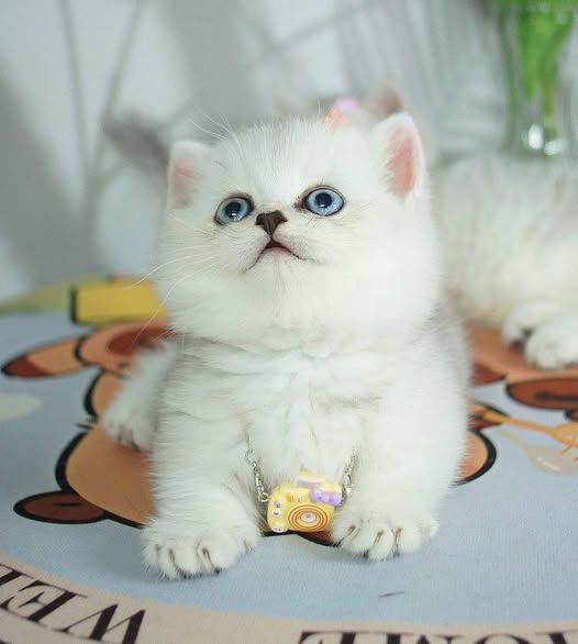 Munchkin
