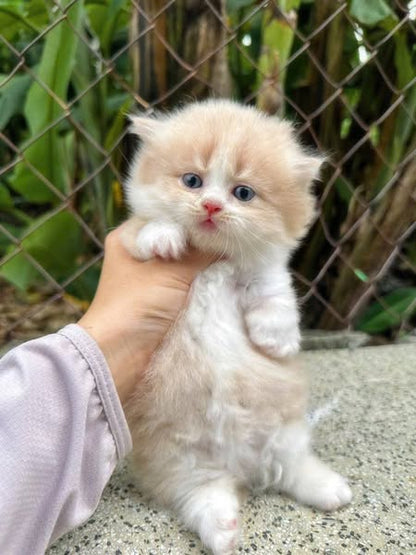 Munchkin Longhair