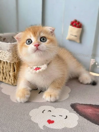 Scottish Fold