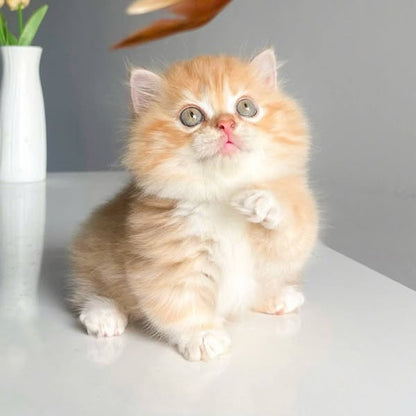 Munchkin Longhair