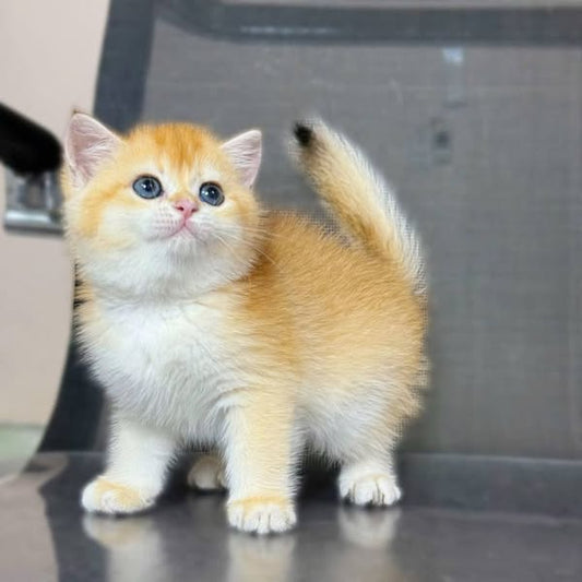 Munchkin
