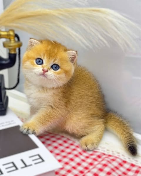 Scottish Fold
