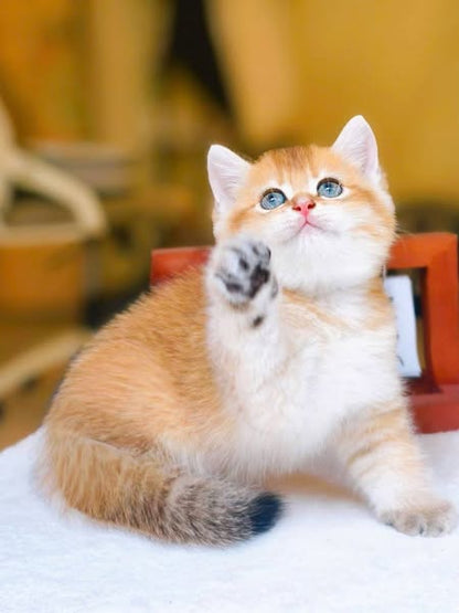 British Shorthair