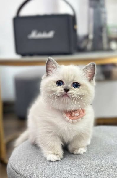 Munchkin