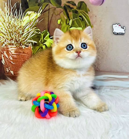 British Shorthair