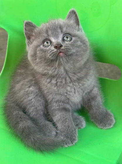 British Shorthair
