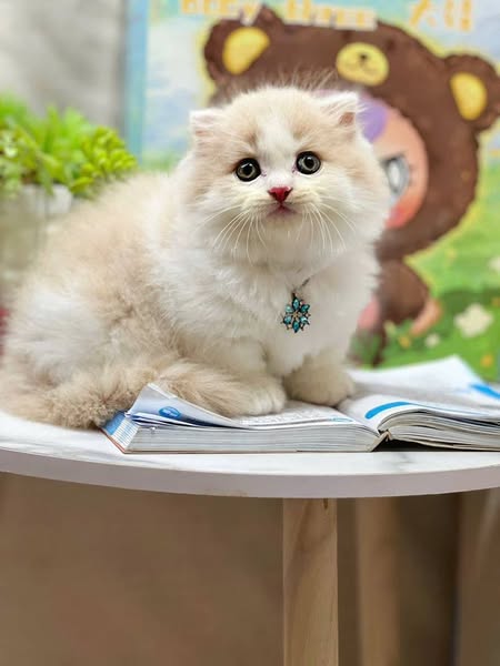 Munchkin Longhair