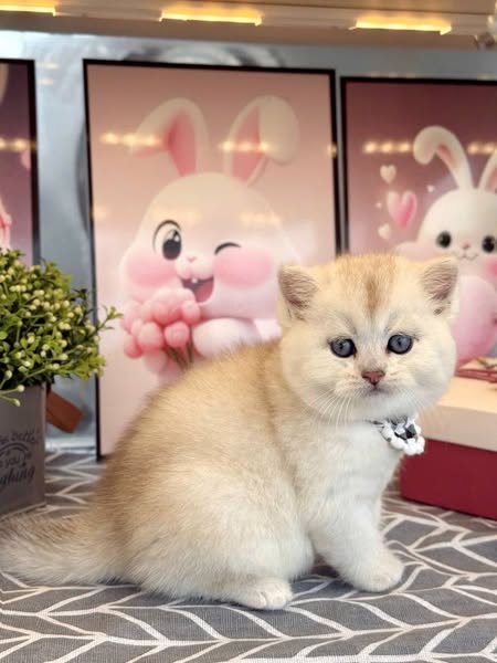 British Shorthair