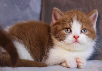 British Shorthair