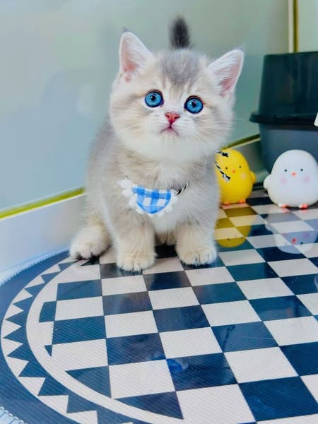 Munchkin