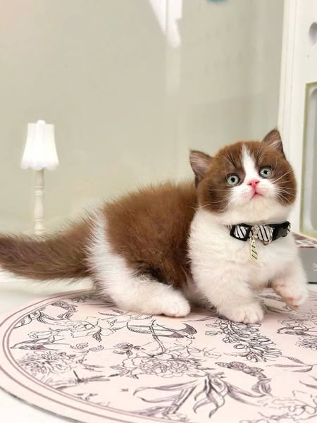 Munchkin