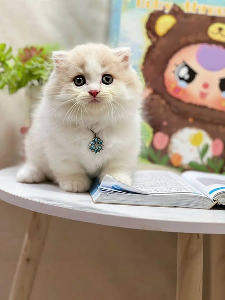 Munchkin Longhair