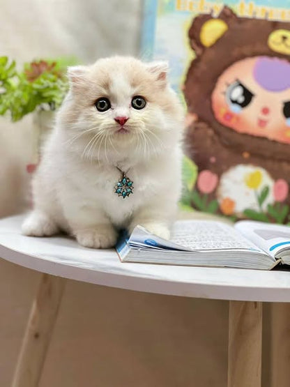 Munchkin Longhair