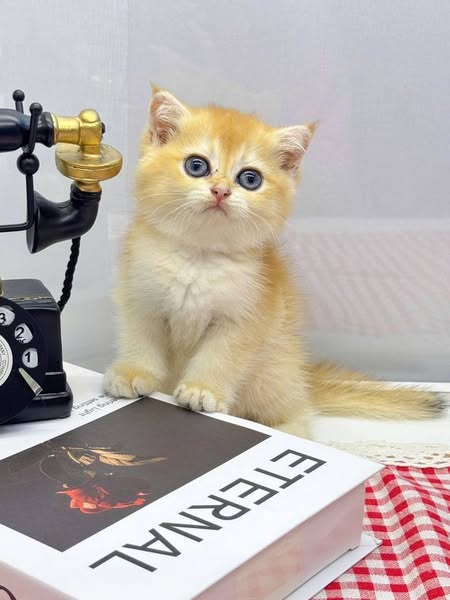 Scottish Fold