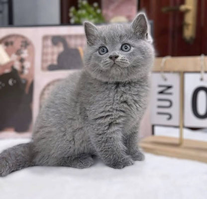 British Shorthair