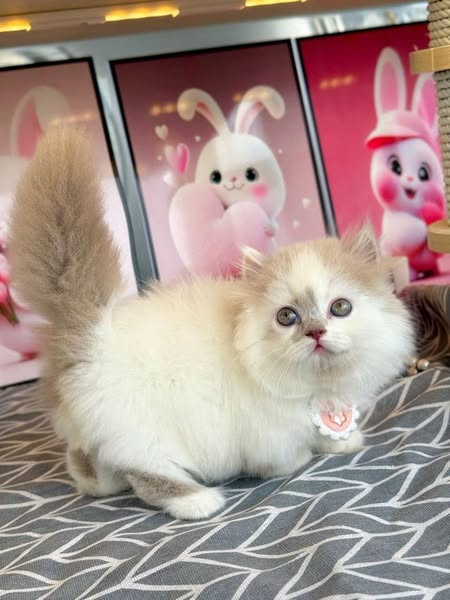 British Longhair