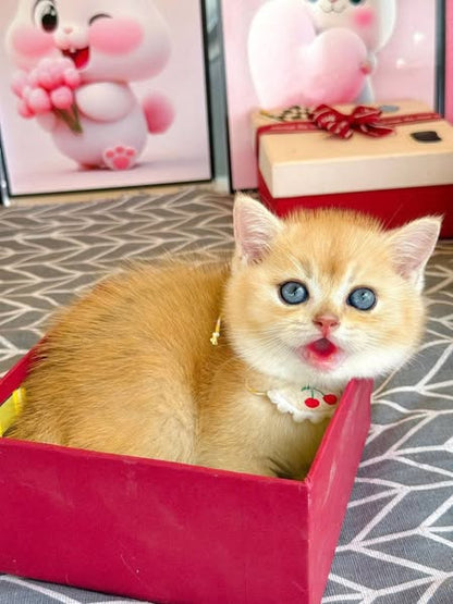 British Shorthair
