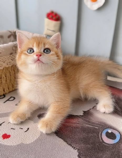 British Shorthair