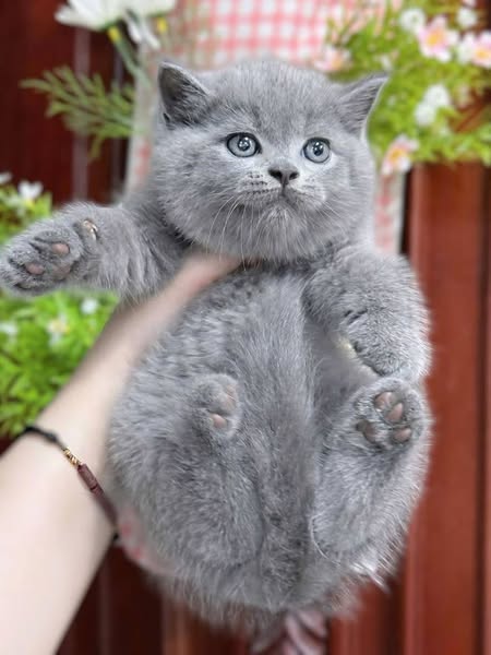 British Shorthair
