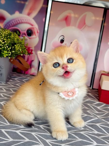 British Shorthair