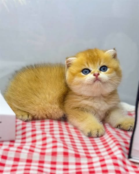 Scottish Fold