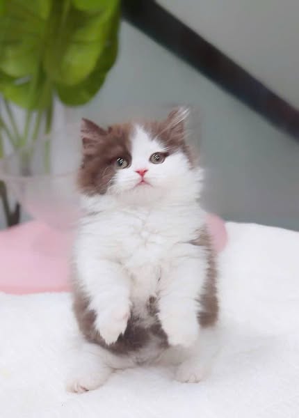 Munchkin Longhair