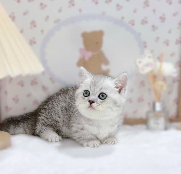 Munchkin