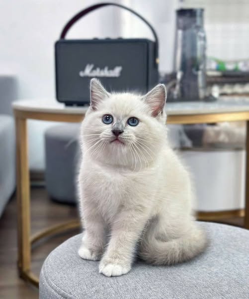 British Shorthair