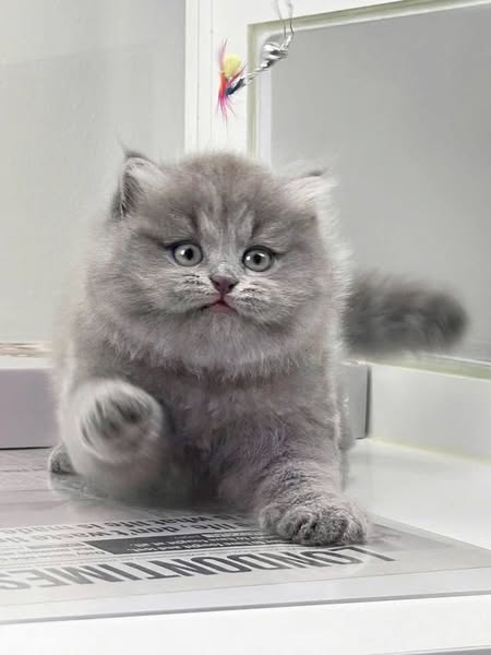 British Longhair