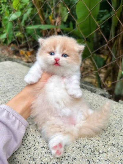 Munchkin Longhair