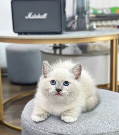 British Shorthair