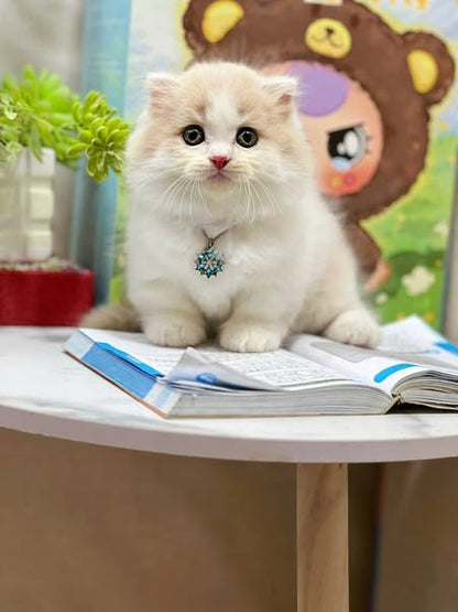 Munchkin Longhair