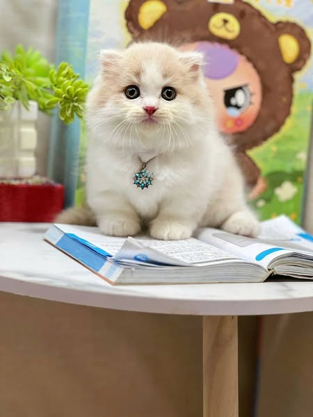 Munchkin Longhair