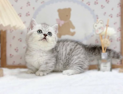 Munchkin