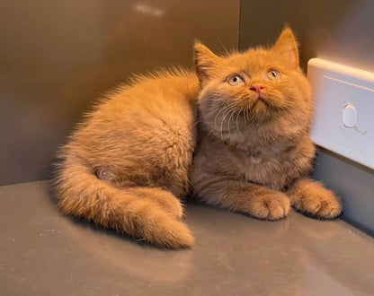 British Shorthair