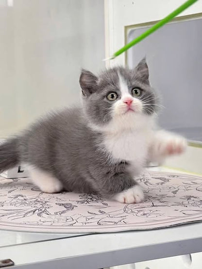 Munchkin