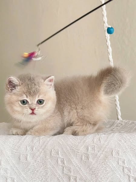 Munchkin