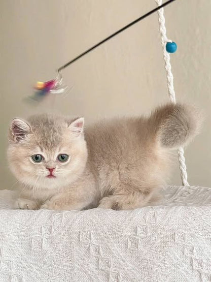 Munchkin