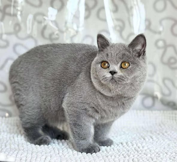 British Shorthair